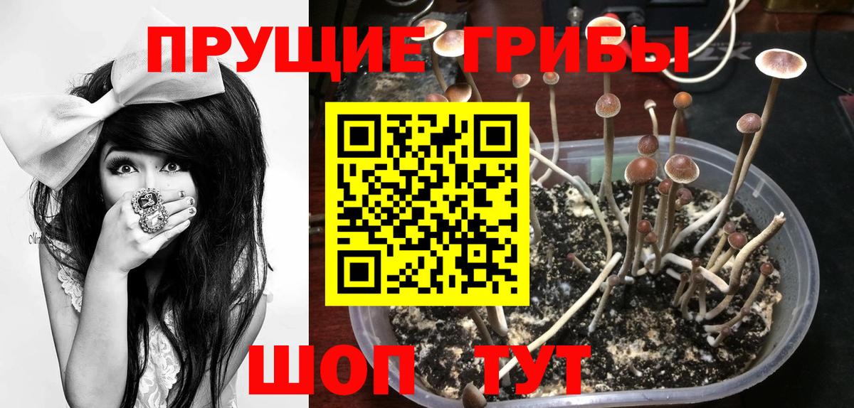 Галлюциногенные грибы Psilocybe Орехово-Зуево